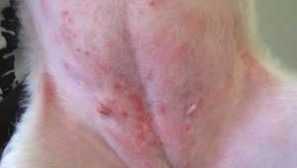 Dermatitida psí: fotky, symptomy, léčba atopic, blecha, alergický
