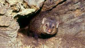 Dlouhá osa kuzymanza