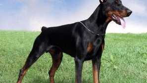 Doberman: popis plemene, charakteristika a péče