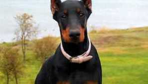 Doberman pinscher: popis plemene, charakteru, školení a péče