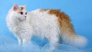 Domácí jehněčí: 4 plemeno kudrnaté kočky