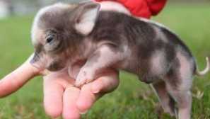 Home prase miniminty: odrůdy, obsah a jídlo