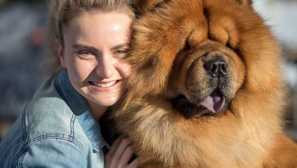 Domů kosolapiy: 6 psí plemena, která jsou podobná medvěda