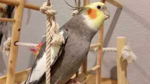 Školení papoušků koroela