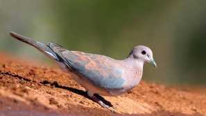 Egyptská gorrice nebo malá gorrice