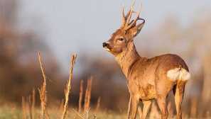 European roe, nebo kozul