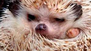 Hedgehog alžírský, nebo ježek severní afričan