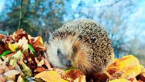 Eraser european nebo obyčejný ježek