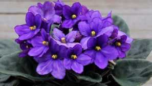 Violet uzambarskaya (senpolia): popis, obsah, reprodukce, péče