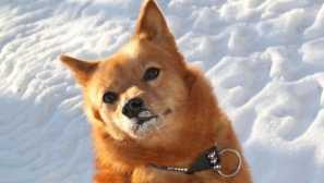 Finský spitz (fin. Suomenpystykorva, eng. Finský spitz) lovecký psí plemeno