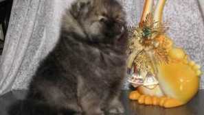 Stock foto pomeranian spitz a psí cena v rublech