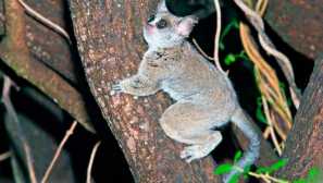 Galago