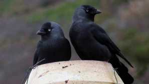 Talkla stěhovací nebo zimní pták? Provádíme jasnost