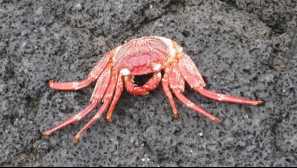 Havajský jahodový krab