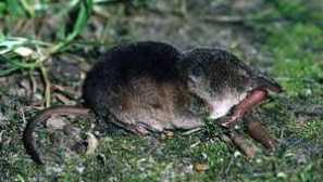 Kde žije a co se drtič jedí?