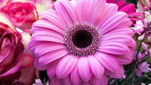 Gerbera: popis, fotografie, video, obsah, reprodukce, zavlažování, typy