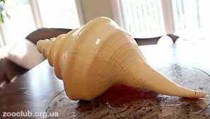 Giant australian trubacch