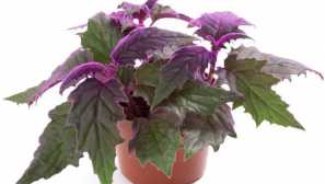 Ginur: pěstování a péče doma, foto