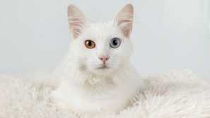 Kočky různých barev - důstojnost nebo viceprezident?