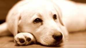 Psí červy: symptomy, fotky, léčba a prevence