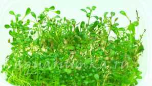 Enklinkostigm: obsah, popis, reprodukce, fotografie, osvětlení.