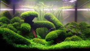 Holandské akvárium - popis, fotografie, video