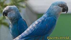 Modrá ara: popis, stanoviště, typ