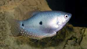 Modré nebo sumatrian gourats: obsah a péče