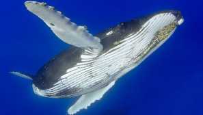Humpback velryba