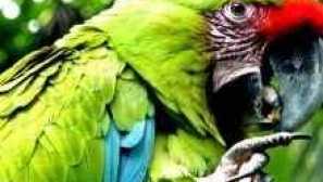Mluvící papoušky: popis druhů a tipů na školení