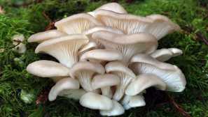 Houby území krasnodar a adygea