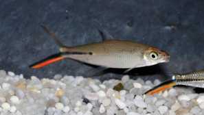 Chemiodopsis elegantní: popis, jídlo, fotografie