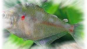 Hilhodonellis na ryby: symptomy, léčba, fotografie, video