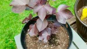 Bavlna. Pěstování doma