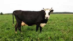 Kolmogorsk plemeno krav