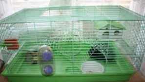 Křečci: péče a údržba doma, zábava, dům, labyrint