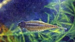 Ichthyoporidia akvarijní ryby