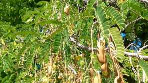 Indický pin nebo indický tamarind