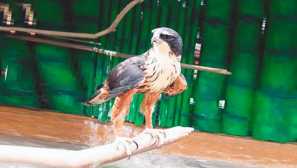 Indický gawty eagle