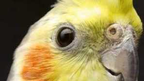 Zajímavá a krásná jména pro papoušek corella