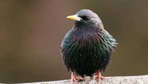 Zajímavé a vtipné fotky skvortsova