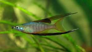 Iriaterina verner, erytrosonus, apistogram cockada, apistogram widget - akvarijní ryby.