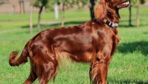 Irish setter: plochý popis a klíč útočící