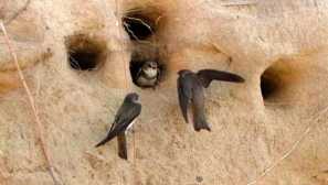 Co vlaštovky do hnízda