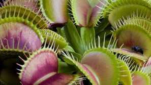 Zbavte se čtyřiceti kůže na pozemku, v domě, bytu