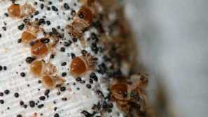 Prozkoumejte bojový plán, jak přinést chyby z matrace