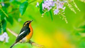 Japonská mukholovka