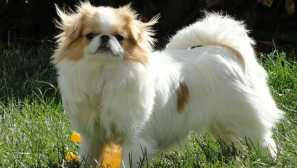 Japonský hin - oblíbené císařů a prezidentů