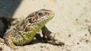 Ještěrka skákání nebo obyčejný ještěrka