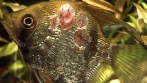 Vředy v sladkovodních rybách